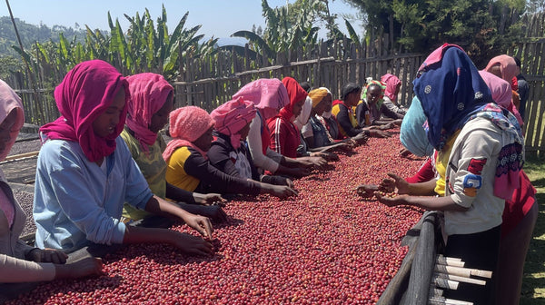 下北沢店限定のエチオピア「バトゥロ」