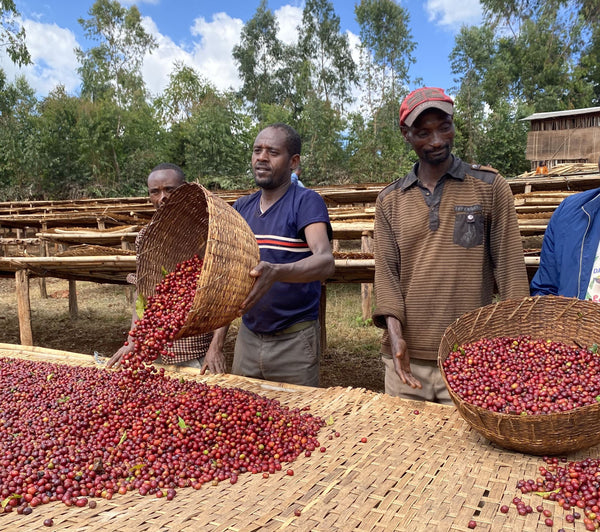 3年連続で登場するクリスマス期間限定のエチオピア「チェルチェレ タリク」