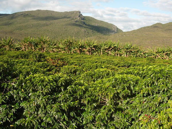 複雑な甘さを持つブラジルのコーヒーが定期便限定で登場