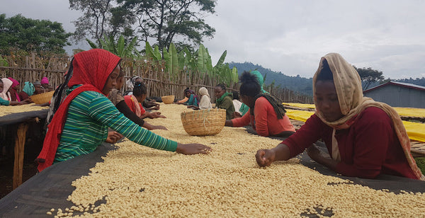 エチオピアの第二弾登場！味わいの移り変わりがきれいなコーヒー「マガリサ レフィサ」