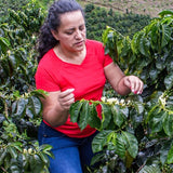 BUENA VISTA - COLOMBIA