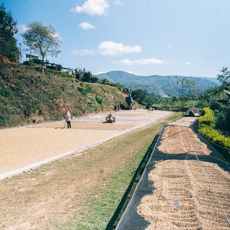 LAS COLINAS GEISHA - COSTA RICA